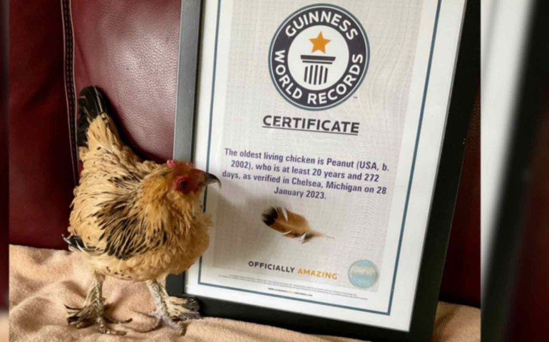 Galinha mais velha do mundo morre aos 21 anos no dia do Natal
