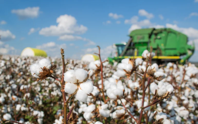 Safra 2025 alcançará 333,3 milhões de toneladas, 13,9% maior que a de 2024, afirma IBGE