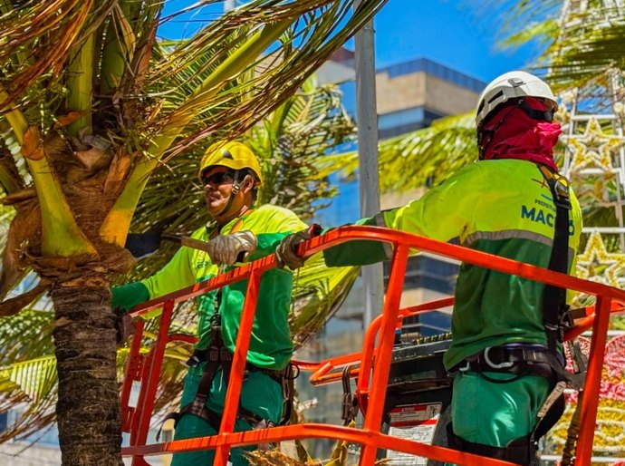Alurb intensifica limpeza e poda de coqueiros na orla marítima