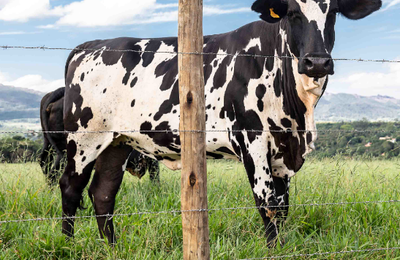 Cercas para regiões litorâneas são o foco da Belgo na 73ª Expoagro, em Maceió (AL)