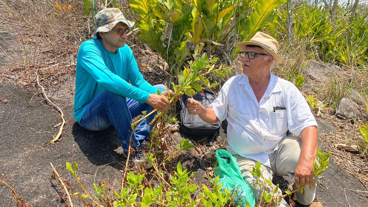 Acervo do Herbário MAC possibilita descoberta de novas espécies de plantas em Alagoas