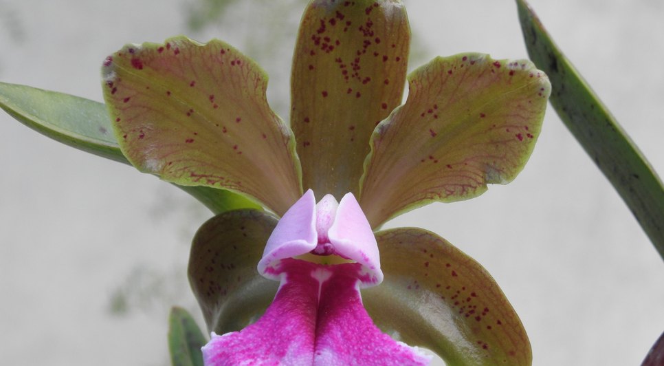 Museu da Gente Sergipana recebe Bienal de Orquídeas do Nordeste; confira programação