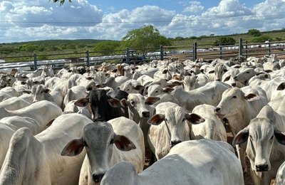 Setor rural alagoano movimenta cerca de R$ 1 bilhão com BNB em 2025