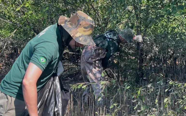 Fundação Florestal remove mais de 700 árvores e intensifica ações para conter o avanço do mangue-maçã no litoral de SP