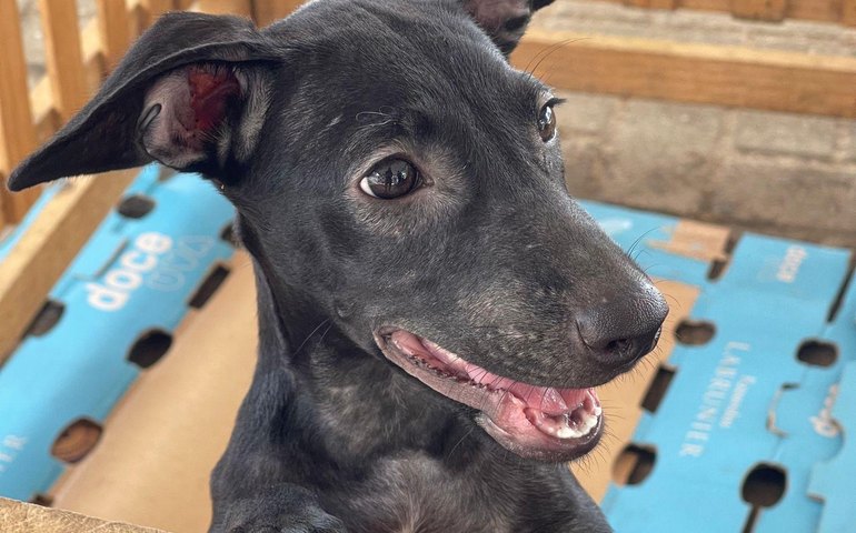 Pets têm a oportunidade de encontrar um lar através da Feira de Adoção, neste domingo (16)