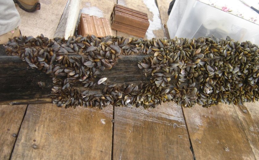 Empresa pede liberação de produtos danosos à biota marinha para combate ao ﻿mexilhão-dourado