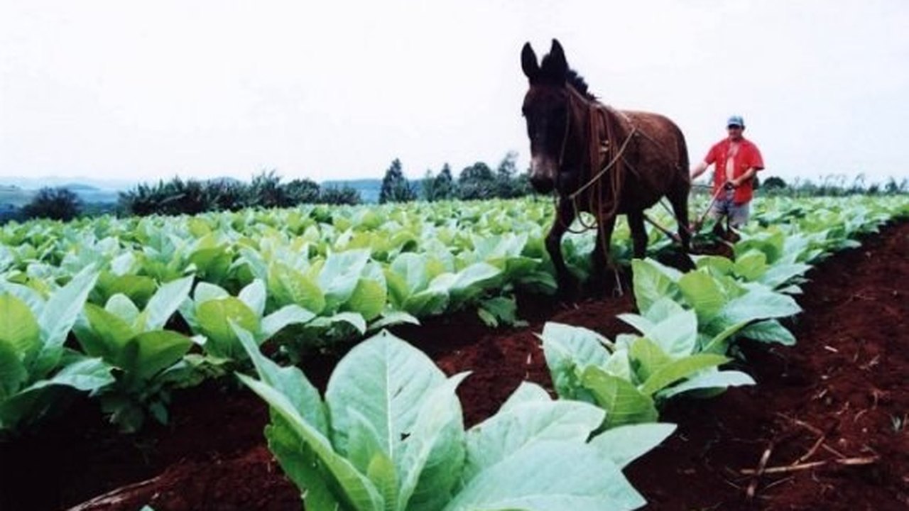 Missão técnica chinesa visita plantações de fumo em Alagoas
