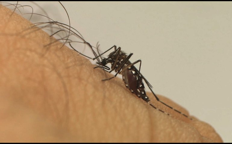 Casos de dengue quadruplicam no Rio e zona oeste tem maior incidência