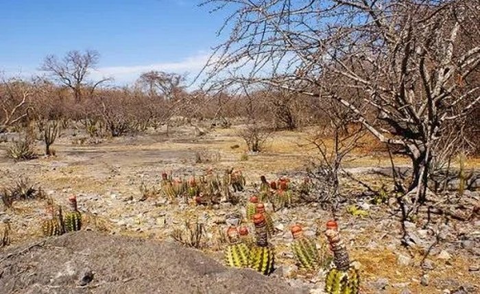 Caatinga em Alagoas