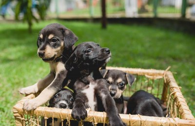 Gabinete da Causa Animal e Zoonoses promovem Feira de Adoção na Rua Aberta no domingo