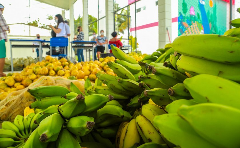 Prefeitura de Penedo já distribuiu mais de 140 toneladas de alimentos da agricultura familiar nas escolas