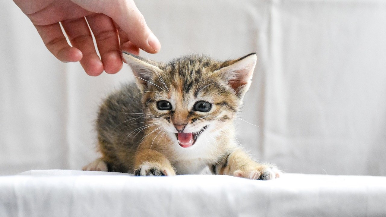 Gatos miam mais para homens ou mulheres? Estudo revela a preferência dos felinos