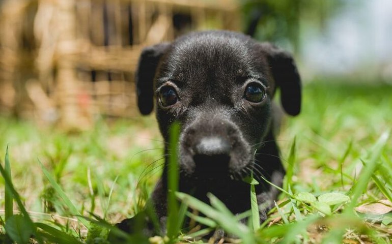 Gabinete da Causa Animal orienta donos de pets sobre vermifugação