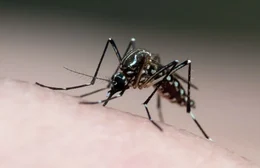 9 estados têm número de casos de dengue em queda