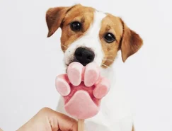 Altas temperaturas mudam a rotina dos pets e exigem novos cuidados dos tutores - Divulgação (4).jpg 