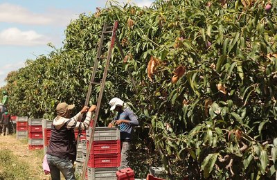 Banco do Nordeste conclui primeiros lotes da licitação do Agroamigo