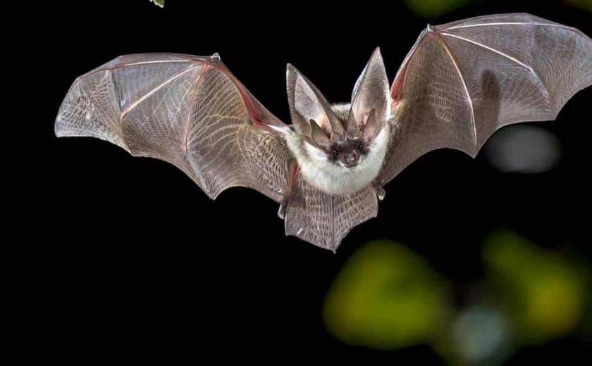 Estudo aponta relação de 96,2% entre novo coronavírus e morcego-ferradura