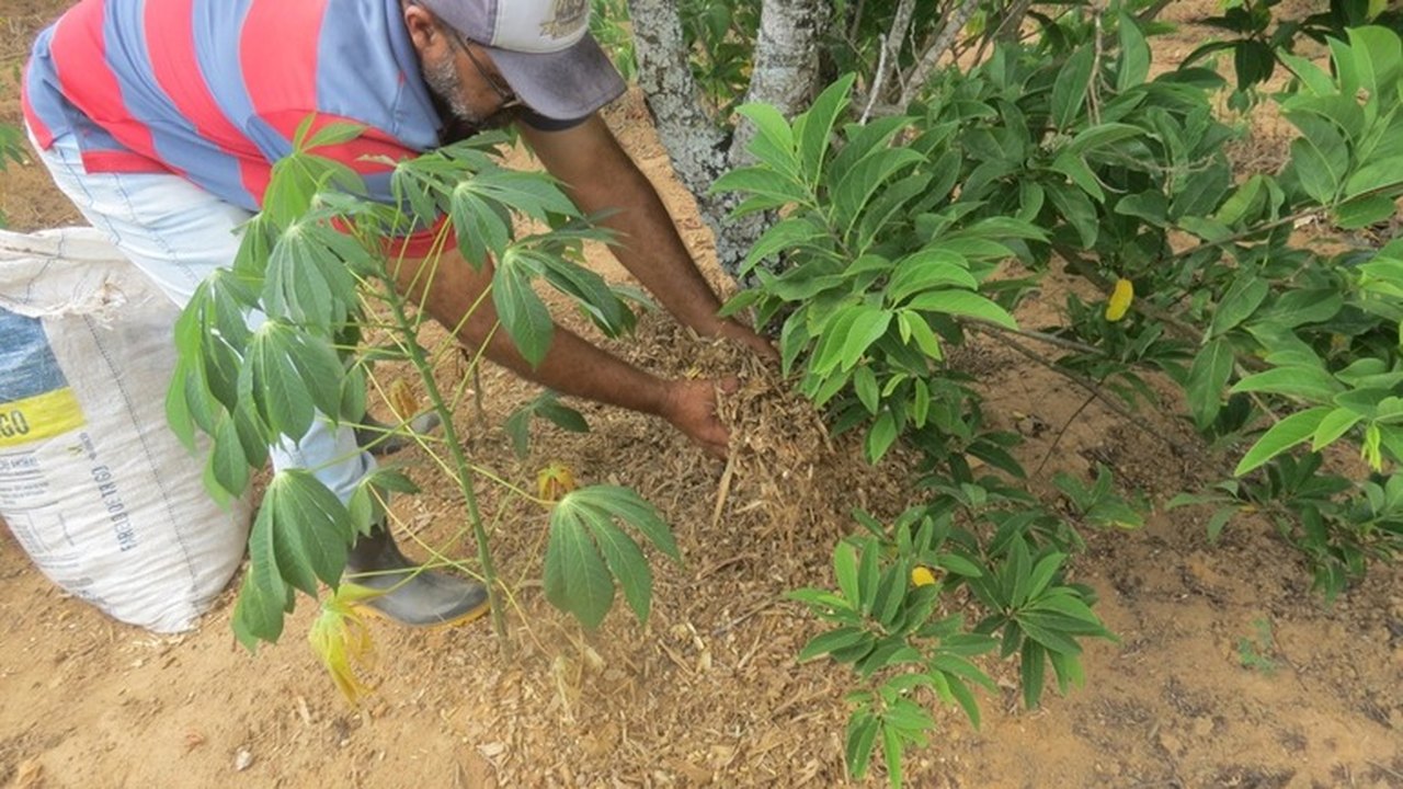 Através do plantio planejado, agricultor familiar aumenta renda anual para R$ 11 mil