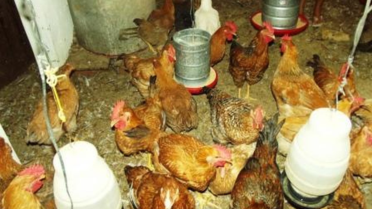 Avicultores participam de seminário sobre associativismo e manejo de galinha caipira