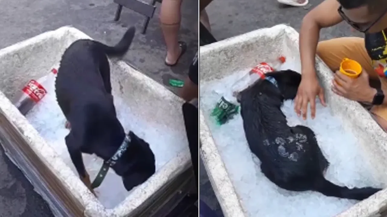 Mergulhando no friozinho: cachorrinho mexicano se salva de calor por gelo de máquina