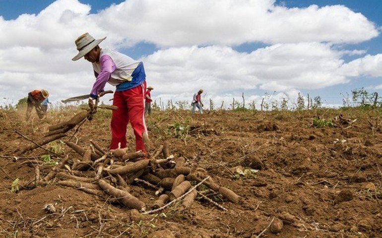 Arranjos Produtivos Locais transformam realidade de pequenos produtores