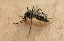 Mais de 90 pessoas morreram por causa da dengue em 2024