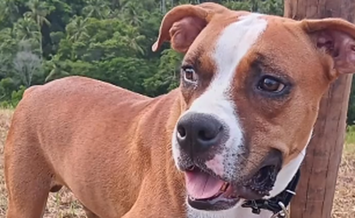 Um dos animais morreu após comer o alimento