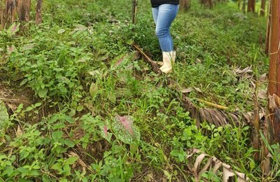 Banco do Nordeste financia R$ 291 milhões para mulheres alagoanas à frente de empreendimentos rurais em 2025