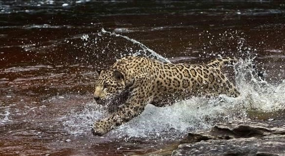 amazonia.jpg