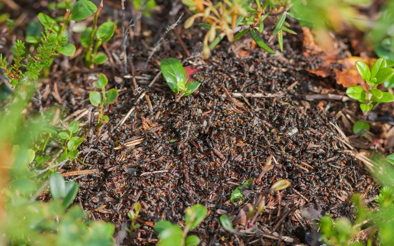Inteligência de grupo de formigas supera a dos humanos na resolução de quebra-cabeça, diz estudo