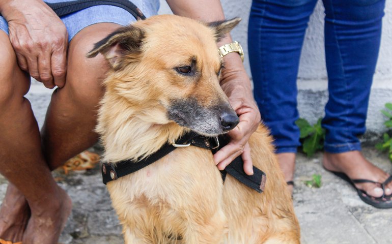 Campanha de Vacinação Antirrábica 2025 tem início em Coruripe