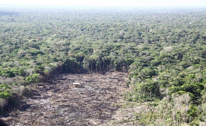 Floresta amazônica brasileira