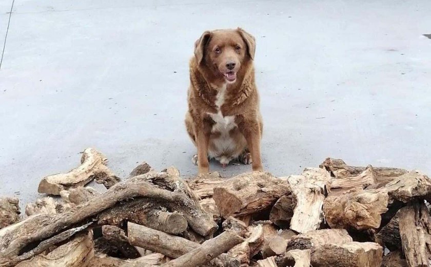 Recorde de cão mais velho do mundo é suspenso para investigar se Bobi tinha mesmo 31 anos ao morrer