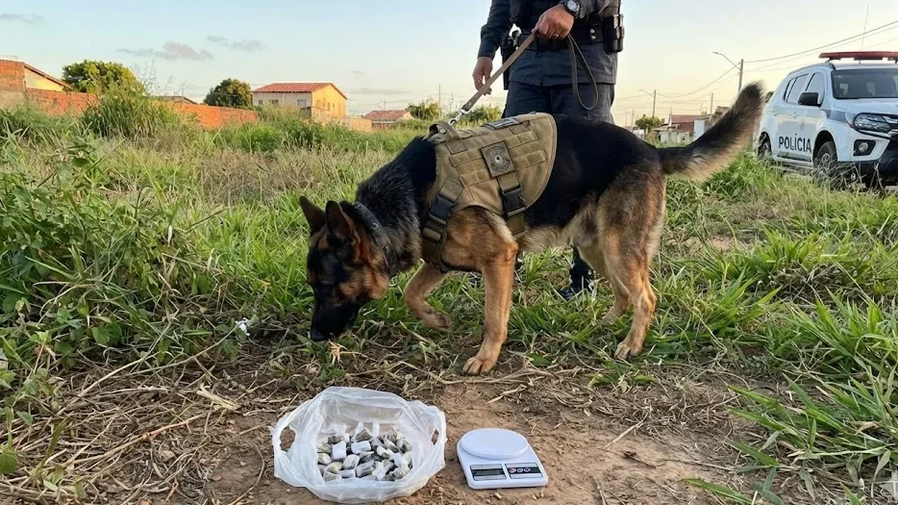 'Faro fino': cão da PM acha droga em terreno e derruba dupla de 'aviãozinhos' no Bom Sucesso; adulto usava menor de 15 anos