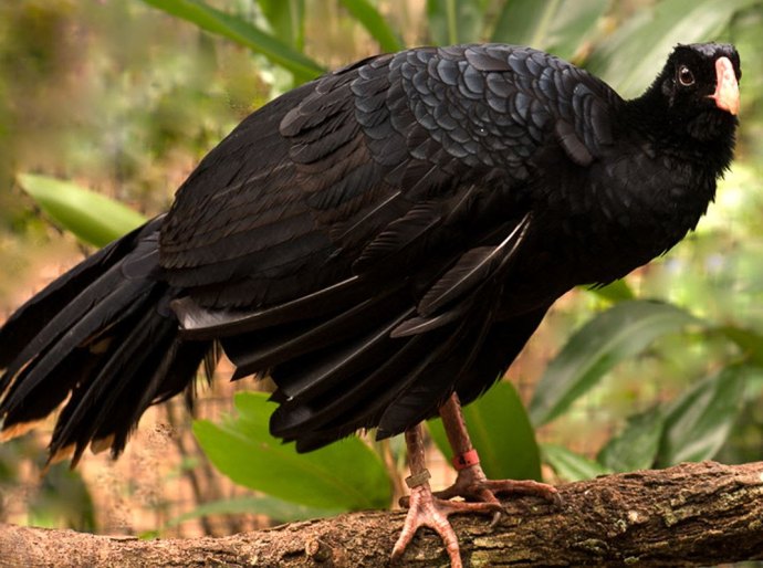 Salva da extinção, ave Mutum-de-alagoas ganha exposição no Parque Shopping