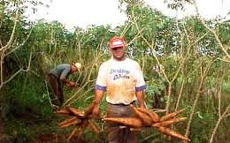 Emater e Embrapa promovem Dia de Campo sobre a cultura da mandioca