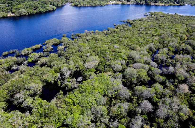 Alertas de desmatamento na Amazônia caem 35% em junho de 2026
