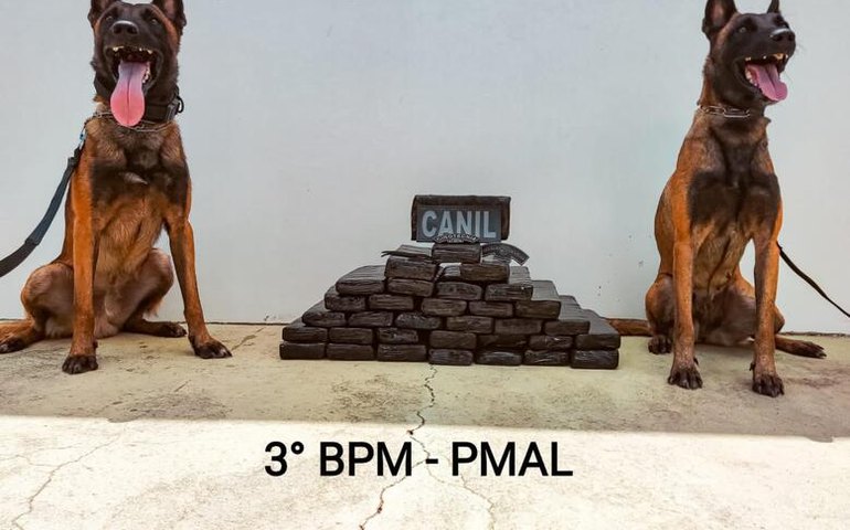 PM apreende mais de 24kg de maconha durante ação do Canil em São Sebastião