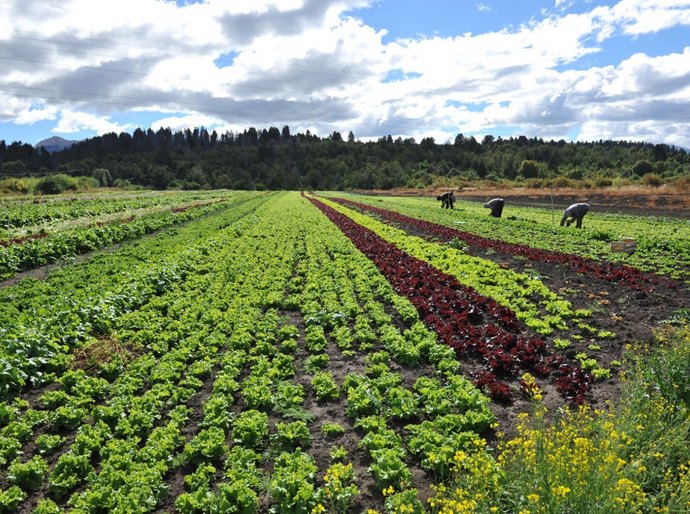 Segunda edição do Seminário de Horticultura é realizada em Arapiraca
