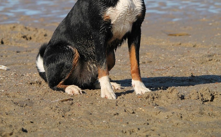 Cuidados com pets no verão: prevenção contra viroses