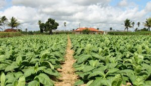 Cohidro contabiliza 100 hectares plantados no Perímetro Irrigado Piauí. Foto: Ascom/COHIDRO.