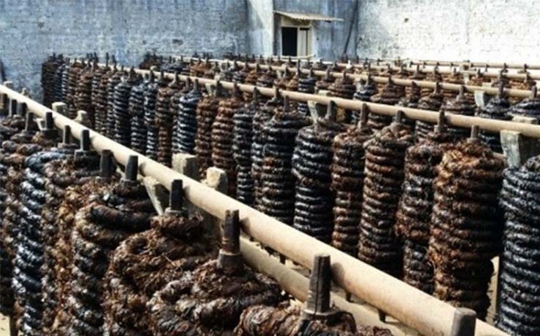 Arapiraca: Criação de Museu do Fumo é debatida durante simpósio