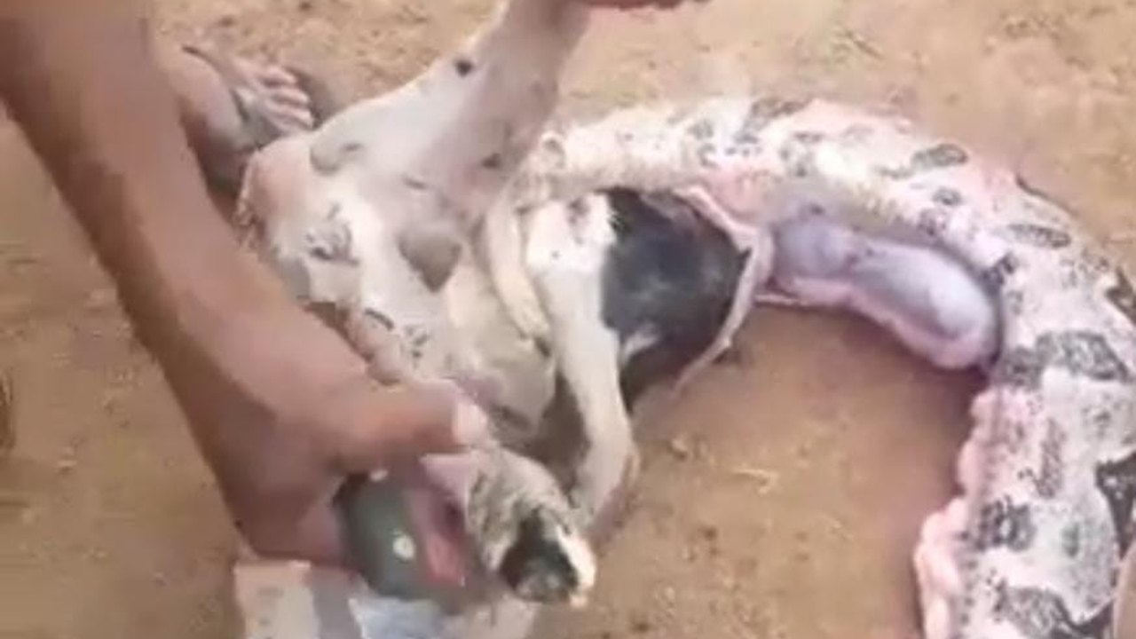 Jiboia de seis metros engole carneiro e assusta moradores