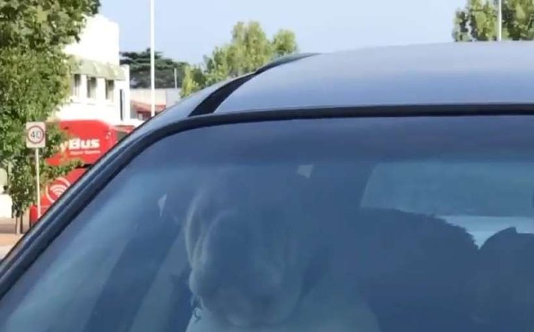 Cachorro é deixado dentro de carro e não para de buzinar; assista