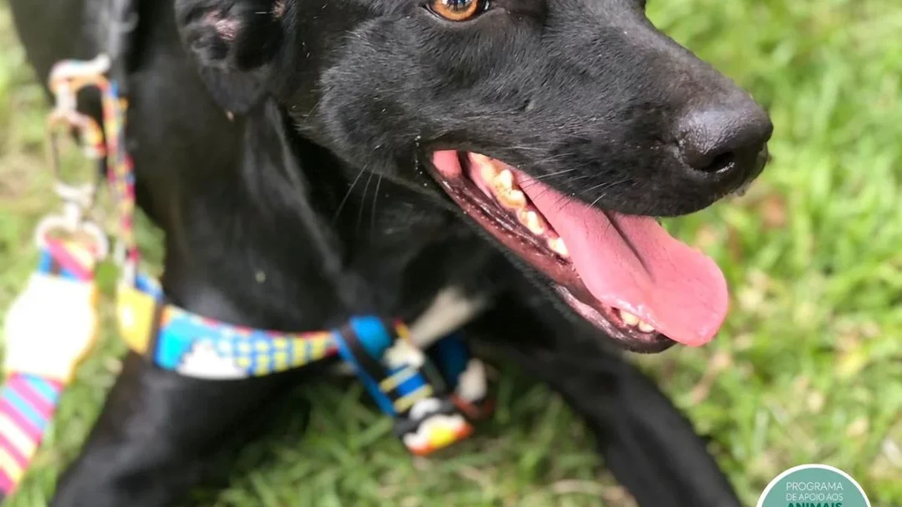 Focinho Responsável promove evento Viva Pet – Integrando Vidas