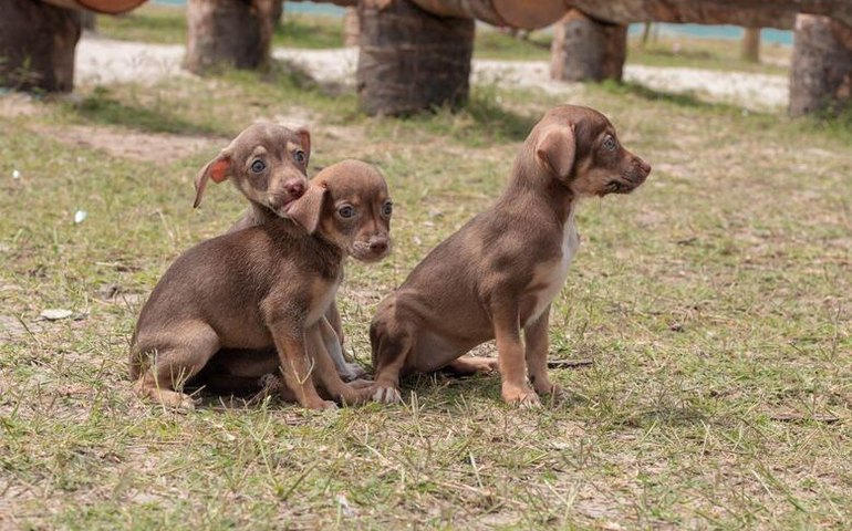 Gabinete da Causa Animal realiza primeira Feira de Adoção do mês de março na Orla da Ponta Verde