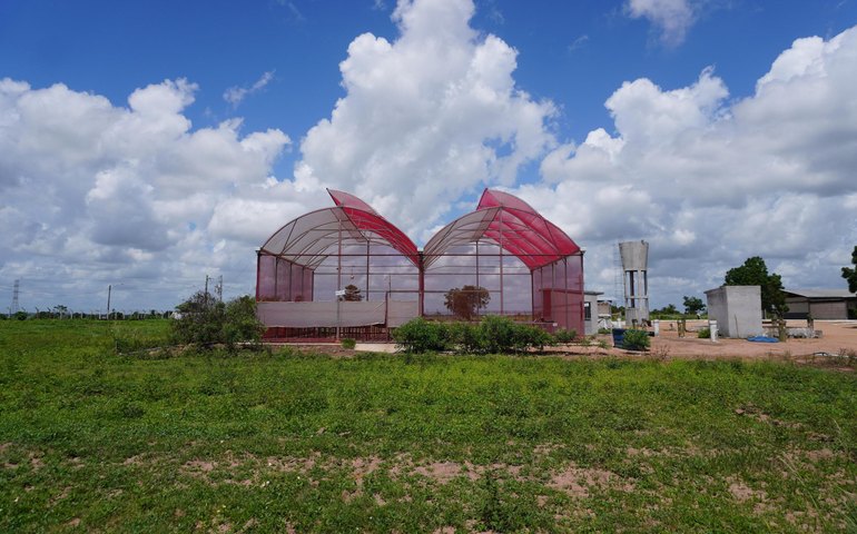Projeto desenvolvido no Polo Tecnológico Agroalimentar de Arapiraca recebe selo da ONU