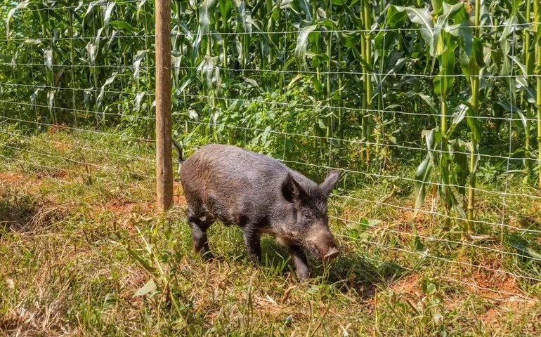 Com avanço da safrinha, ataques de javaporcos crescem e ameaçam lavouras de milho