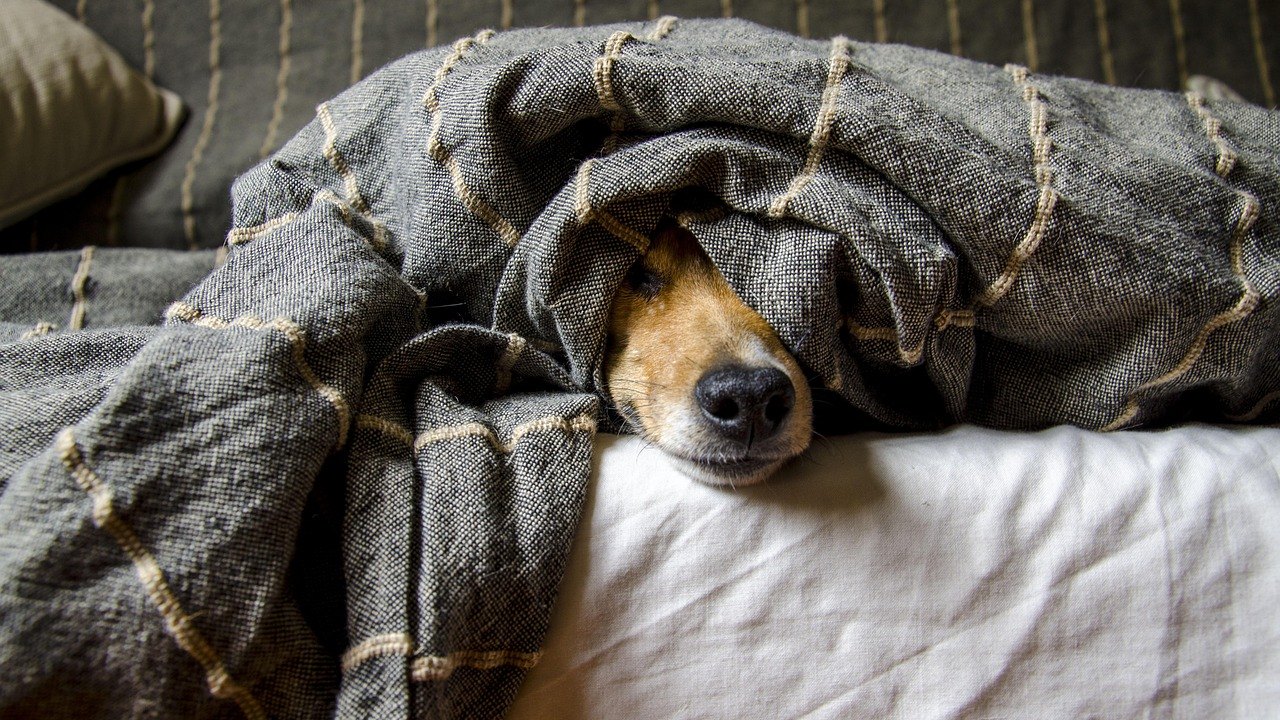 Dormir com cães e gatos: hábito faz bem ou mal à saúde?