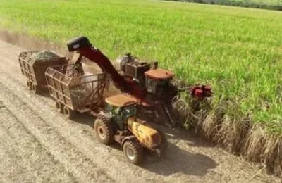 Produção Agrícola Municipal: área plantada cai, mas valor de produção bate recorde em Alagoas